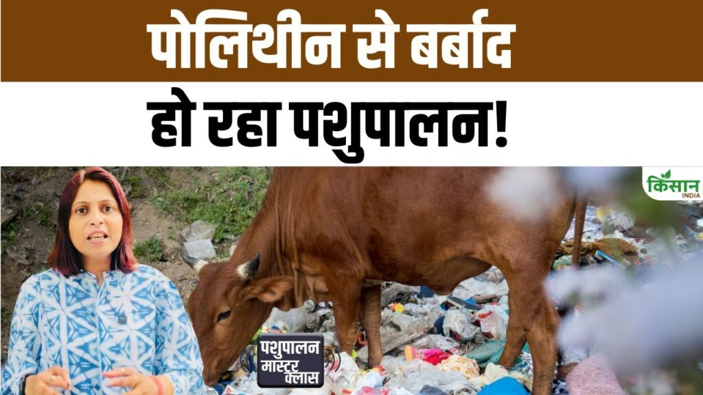 Plastic Waste