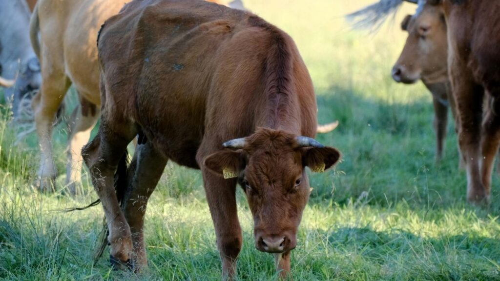 Livestock news