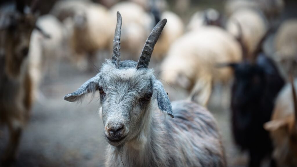 Goat farming