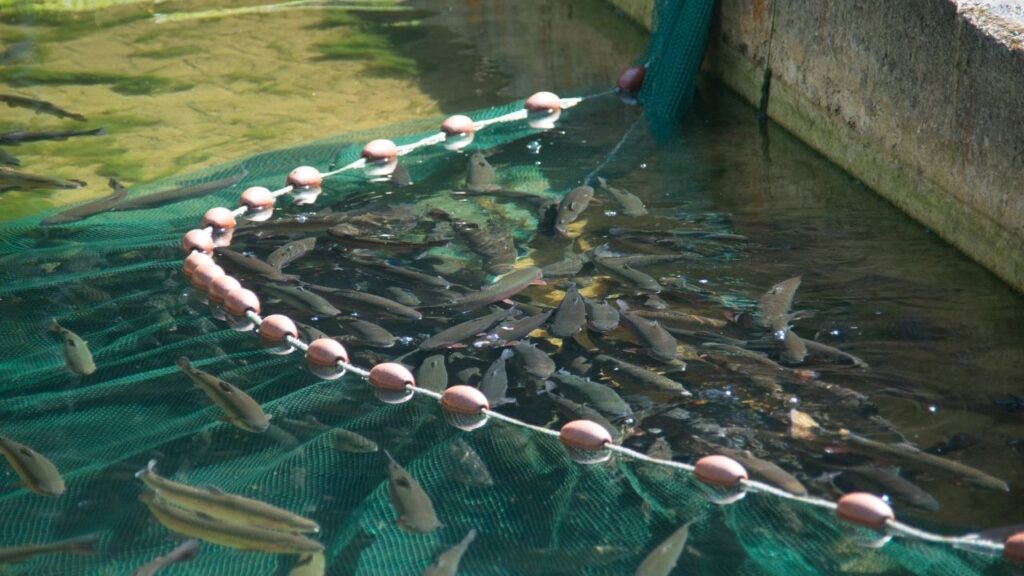 Fish Farming Winter Tips