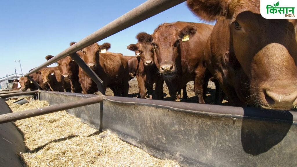 Animal Husbandry