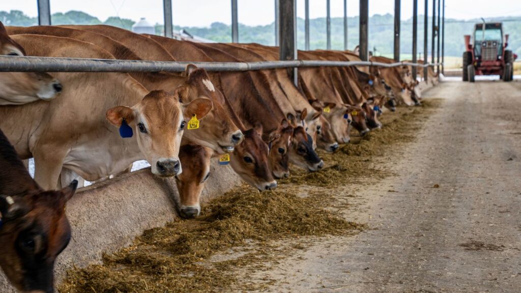 बरसात में गाय, भैंस, बकरी, भेड़ और सूअर जैसे पालतू पशुओं में पेट संबंधी परजीवी (GI parasitic infections) तेजी से फैलते हैं. ये कीड़े पशुओं की आंत और आमाशय में रहते हैं और समय पर रोकथाम न होने पर उनकी सेहत को गंभीर नुकसान पहुँचा सकते हैं.