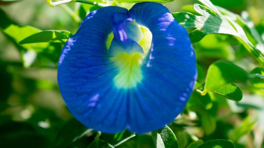 पौधे की सूखी टहनियों को नियमित काटते रहें ताकि नई शाखाएं निकलें और ज्यादा फूल खिलें. साथ ही नीम का पानी छिड़कें, जिससे पौधा कीटों से सुरक्षित रहे.