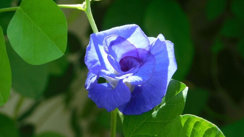 घरेलू खाद जैसे गोबर की खाद या रसोई से निकले सब्जी-फलों के छिलके पौधे की ग्रोथ के लिए बेहद फायदेमंद होते हैं और फूलों की संख्या भी बढ़ाते हैं.