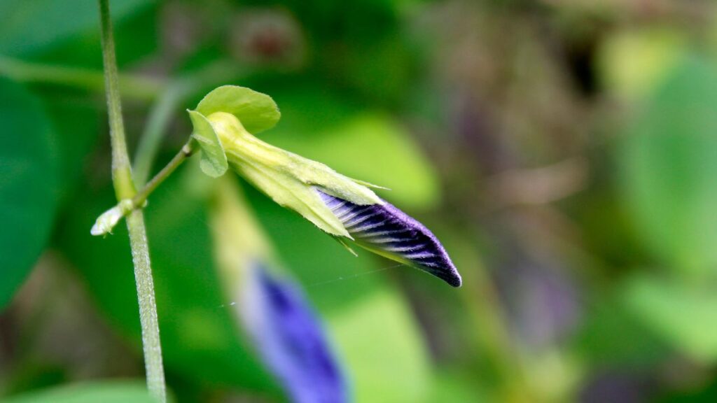 समय-समय पर मिट्टी को ढीला करने से जड़ों तक हवा और पोषण आसानी से पहुंचता है. इससे पौधा और ज्यादा स्वस्थ बनता है और फूलों की संख्या बढ़ती है.