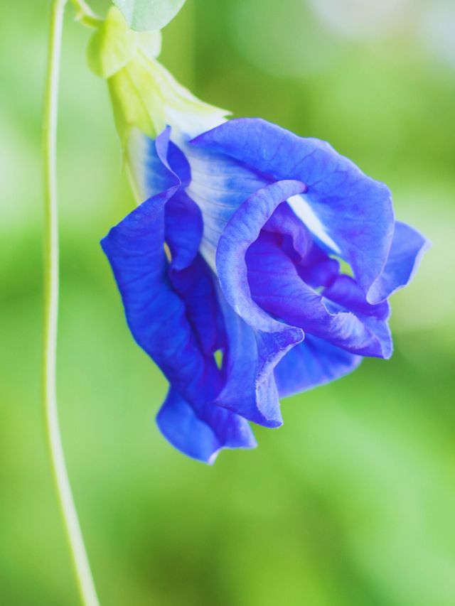 सर्दियों में भी नहीं सूखेगा अपराजिता, अपनाएं ये आसान टिप्स!