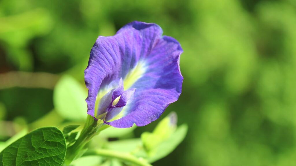 इस पौधे को रोजाना 5–6 घंटे सीधी धूप मिलने पर ही ढेरों फूल आते हैं. अगर यह छांव में रहेगा तो केवल पत्तियां बढ़ेंगी और फूल बहुत कम लगेंगे.