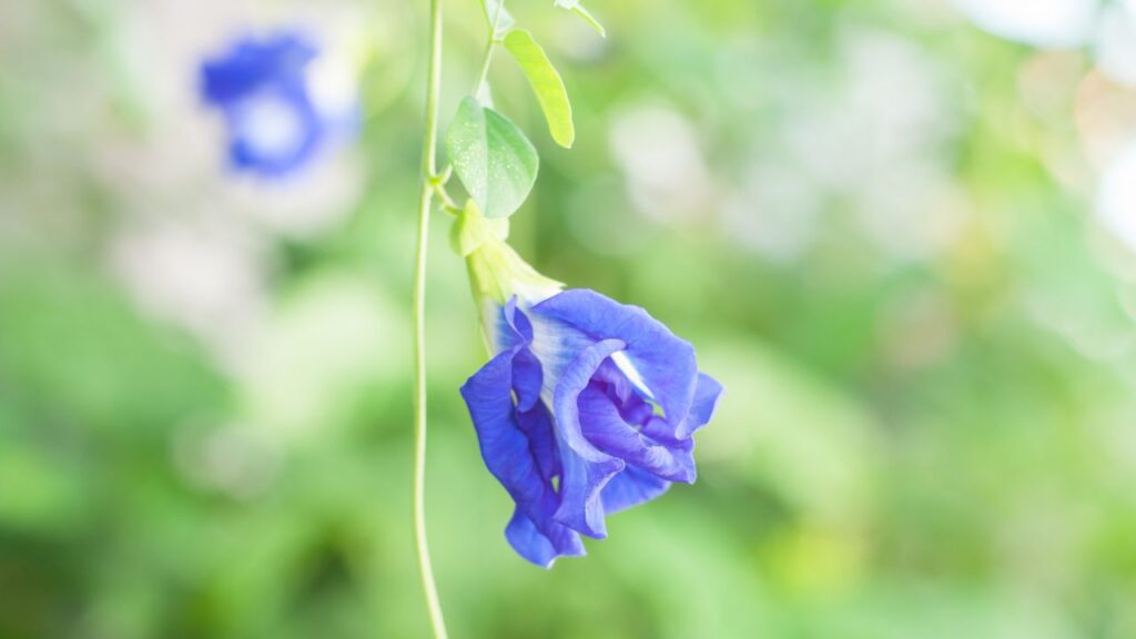 सरसों के दाने पीसकर उसमें हल्दी मिलाएं और पौधे की मिट्टी में डालें. यह मिश्रण पौधे को ताकत देगा, बीमारियों से बचाएगा और फूल खिलने की क्षमता बढ़ाएगा.