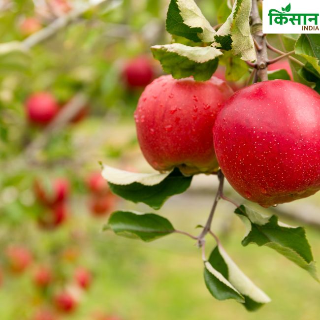 Himachal Pradesh Success Story