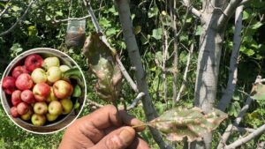 सेब बागानों में मार्सोनिना और अल्टरनेरिया बीमारी का कहर, कृषि वैज्ञानिक ने फल को बचाने का तरीका बताया