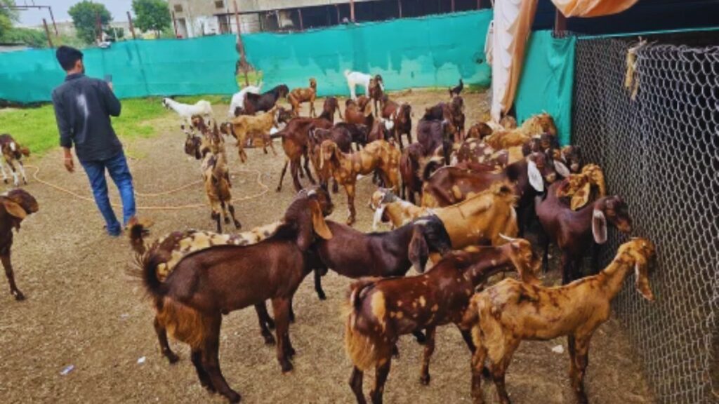 सिरोही नस्ल की बकरियां और बकरा हर मौसम सहन कर लेते हैं और जल्दी प्रजनन करते हैं. हर 6 महीने में 1-2 बच्चे पैदा करने की क्षमता इसे किसानों के लिए फायदेमंद बनाती है. सिरोही नस्ल की बकरियां और बकरा हर मौसम सहन कर लेते हैं और जल्दी प्रजनन करते हैं. हर 6 महीने में 1-2 बच्चे पैदा करने की क्षमता इसे किसानों के लिए फायदेमंद बनाती है.