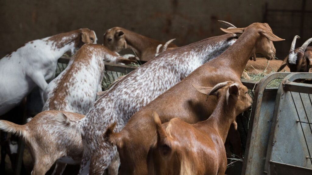 पेड़ों की पत्तियां इस मौसम में बकरियों के लिए सबसे सुरक्षित चारा साबित होती हैं. इनमें नमी कम होती है और ये खेतों के हरे चारे की तरह कीटों से दूषित नहीं होतीं.