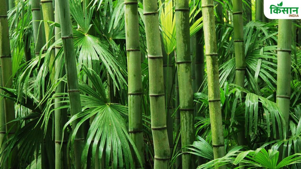 From Barren Land to Thriving Bamboo Forest: Rajasthan’s Community-Led Green Revolution