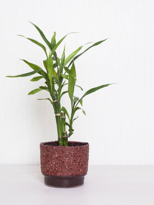 घर में कैसे लगाएं बांस का पौधा, जानें स्टेप बाय स्टेप तरीका!