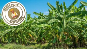 यूपी के किसान दीपू शाही के उगाए केलों की पड़ोसी देश में भी डिमांड, गांव के अन्य लोगों के लिए बने मिसाल