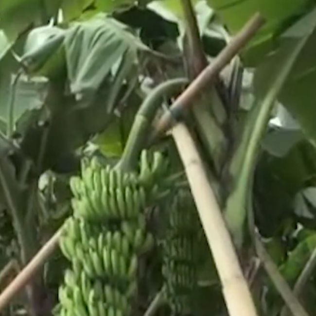 Banana Farming