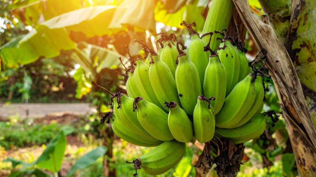 रोपण के बाद पौधों को पर्याप्त पानी दें और जड़ों के आसपास मल्च डालें. इससे मिट्टी की नमी बनी रहती है, पौधा स्वस्थ रहता है और बीमारियों से बचा रहता है.