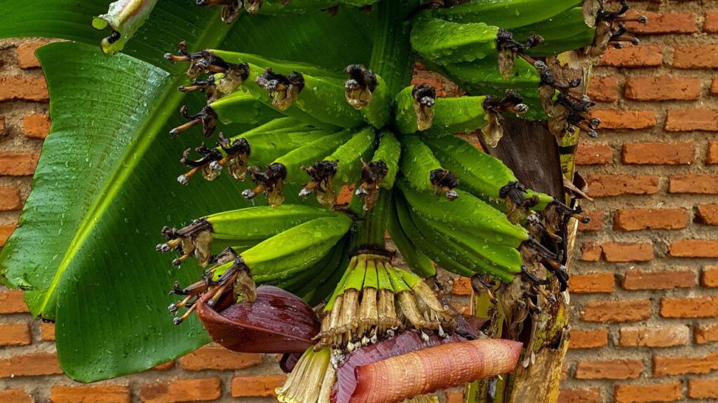 गमले में 3–4 गुना व्यास और गहरा गड्ढा खोदें. खुले मैदान में 60 सेंटीमीटर गड्ढा खोदकर उसे खाद, रेत और मिट्टी के मिश्रण से भरें. पौधे को गड्ढे के केंद्र में रखें और जड़ों को अच्छी तरह ढकें.