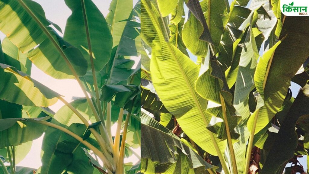 Banana leaves