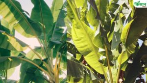 केले के पत्ते बेचकर किसान कर रहे बंपर कमाई, भारत ही नहीं इन देशों में भी जबरदस्त डिमांड