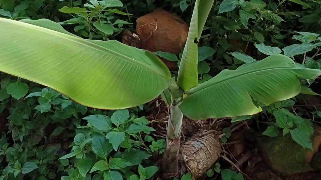 तेज हवाओं से बचाने के लिए चारों ओर पिंजरा बनाएं और पत्तों से ढक दें. सही देखभाल से 12 महीने में फल लगने लगेंगे, जिससे आप केले और पत्तों से आमदनी कर सकते हैं.