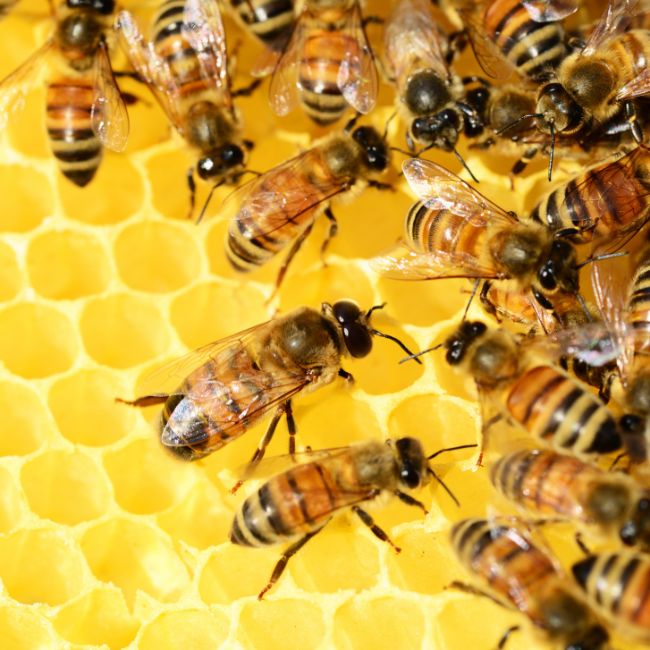 Honey Production