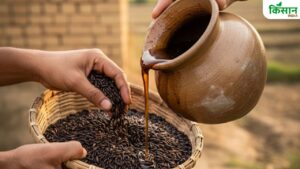 फसलों को रोगमुक्त रखता है बीजामृत, इसे बनाने की विधि जान ली तो आधा हो जाएगा खेती का खर्च