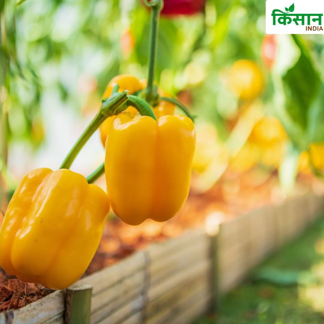 Bell Pepper Farming