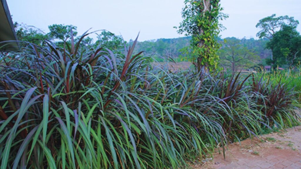 यह घास सामान्य जमीन पर भी उगाई जा सकती है. खासकर जहां पानी की निकासी अच्छी हो, वहां इसका उत्पादन और भी बेहतर होता है. किसान इसे मेड़, खेत की खाली जगह या यहां तक कि गमलों में भी लगा सकते हैं.