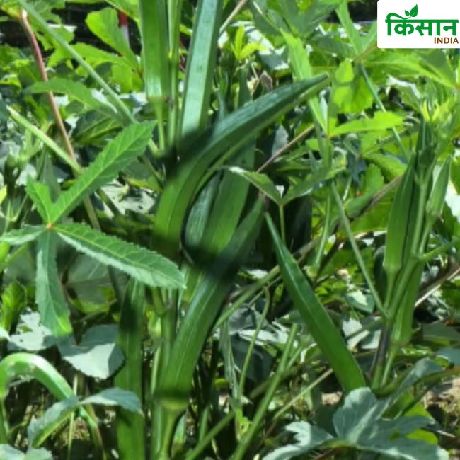 Ladyfinger Farming