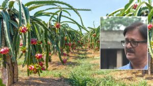 Success Story: आधुनिक तकनीकों से कर रहे फलों की खेती, बिहार के किसान सुधांशु अन्य किसानों के लिए बने मिसाल