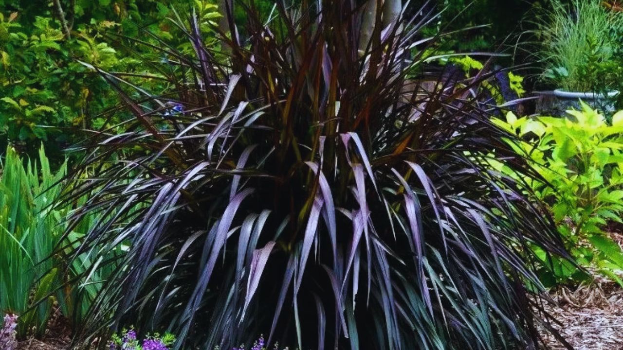 Black Napier Grass Benefits