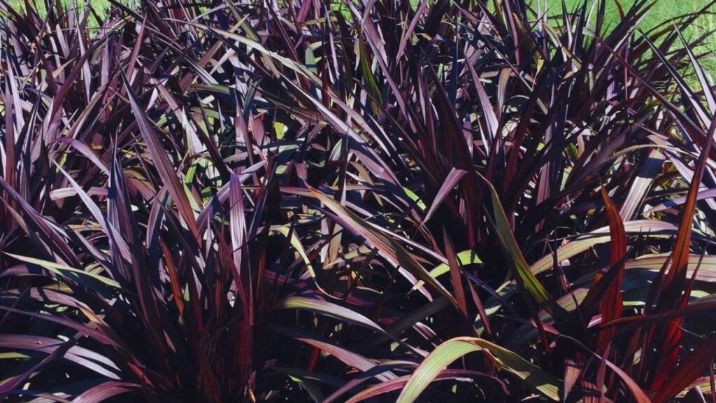 एक हेक्टेयर में सालभर 300–400 क्विंटल तक हरा चारा मिलता है. हर 45–50 दिन में कटाई की जा सकती है और पौधे तुरंत फिर से बढ़ जाते हैं, जिससे पशुओं को लगातार चारा मिलता है.