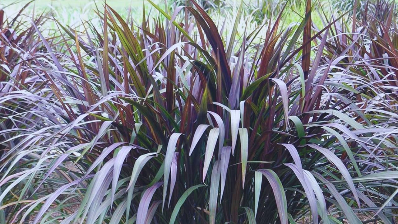 Benefits Of Black Napier Grass