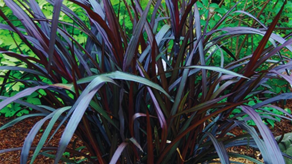 नेपियर घास में कीट और फफूंदी का खतरा नहीं होता. एक बार लगाने पर यह 5–6 साल तक उत्पादन देती है. साथ ही, इसकी नरम और स्वादिष्ट बनावट के कारण पशु इसे आसानी से पचा लेते हैं.