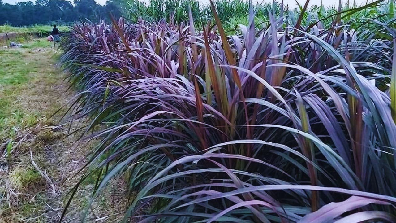 Black Napier Grass