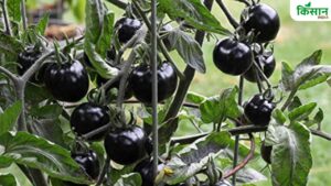 काले टमाटर की बाजार में खूब डिमांड, सितंबर है खेती का बेस्ट टाइम.. जान लें ज्यादा उपज पाने का तरीका