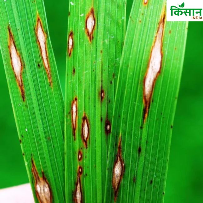Paddy Crops