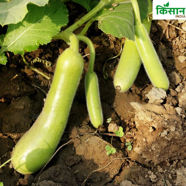 Lauki ki Kheti