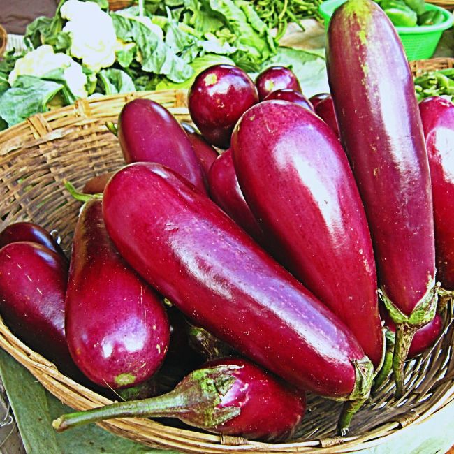 Brinjal Farming