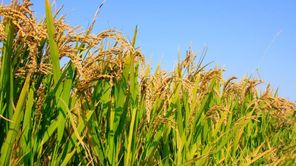 किसानों को चाहिए कि थायमैथाक्सम (Thiamethoxam) 100 ग्राम को 250 लीटर पानी में घोलकर प्रति एकड़ छिड़काव करें. छिड़काव हमेशा गोले के आकार में बाहर से अंदर की ओर करें, ताकि कीट पूरी तरह नियंत्रित हो सके.