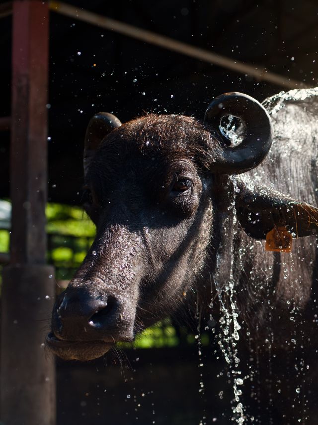 ऐसे करें असली मुर्रा की पहचान, नहीं होंगे ठगी का शिकार!