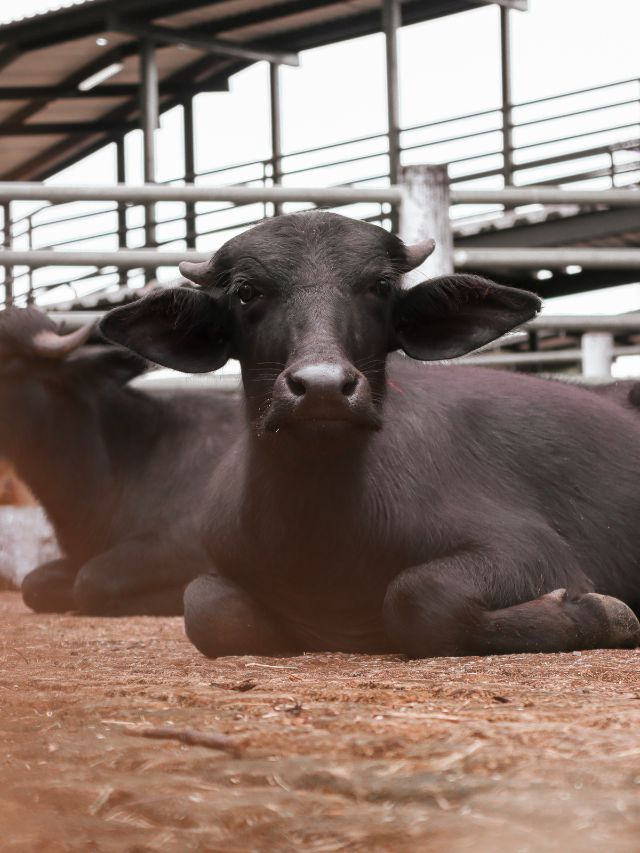 मुर्रा या भदावरी - कौन सी भैंस दिलाएगी ज्यादा मुनाफा?