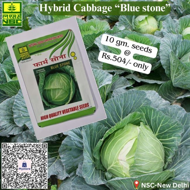National Seed Corporation