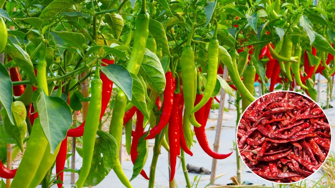लाल मिर्च की खेती करना चाहते हैं तो आपके लिए बेस्ट है यह किस्म, कम लागत में होगी बंपर पैदावार Nsc Chilli Ct 23 Famous For Its Dark Green Red Chilies Buy Its Seeds On 34 Percent Discount