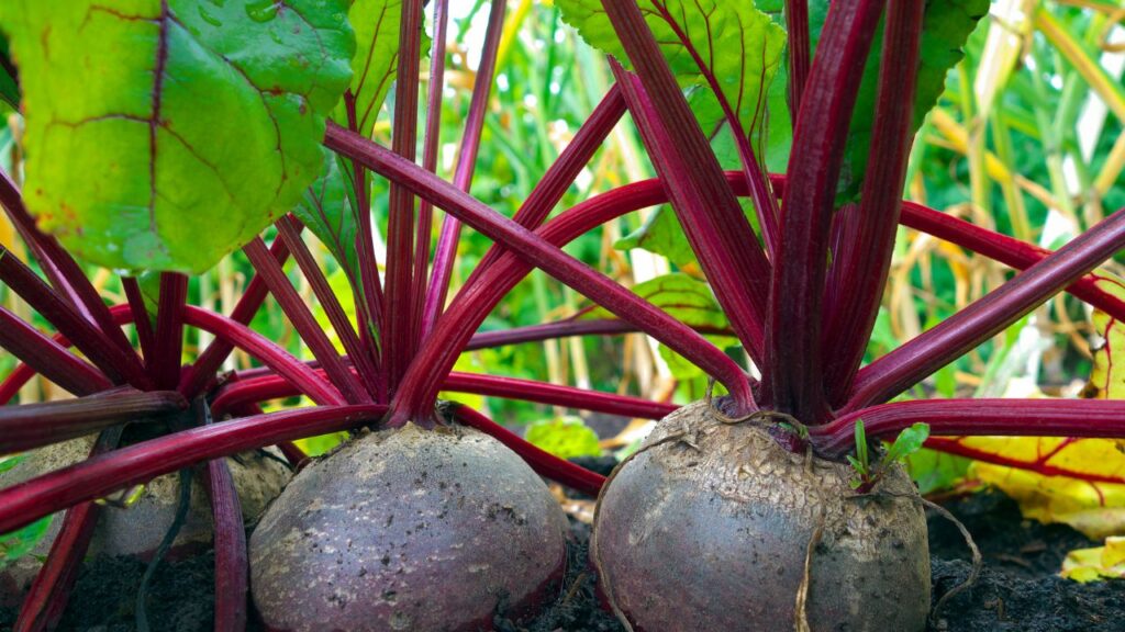 चुकंदर को भुरभुरी और उपजाऊ मिट्टी पसंद है. 60% सामान्य मिट्टी, 30% कम्पोस्ट खाद और 10% रेत मिलाकर बेहतरीन मिक्स तैयार करें.