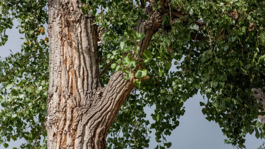 किसान अब पारंपरिक फसलों जैसे धान और गेहूं के साथ खेत के किनारे पॉपुलर के पेड़ लगाकर अपनी आमदनी को दोगुना कर रहे हैं. पांच साल में तैयार होने वाली यह लकड़ी उन्हें नियमित फसल के अलावा अतिरिक्त आय देती है.
