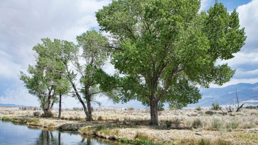 पॉपुलर की लकड़ी न केवल भारत में बल्कि विदेशों में भी बहुत लोकप्रिय है. इसकी मजबूत और हल्की लकड़ी के कारण इसे प्लाईवुड, फर्नीचर और पेपर इंडस्ट्री में खूब खरीदा जाता है.