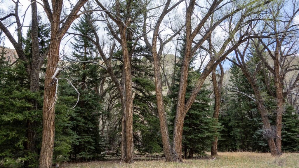 पॉपुलर के पेड़ों को पौध से पौध 12–15 फीट और लाइन से लाइन 20 फीट की दूरी पर लगाना चाहिए. इससे पेड़ स्वस्थ रहते हैं और लकड़ी की गुणवत्ता भी बेहतर होती है.