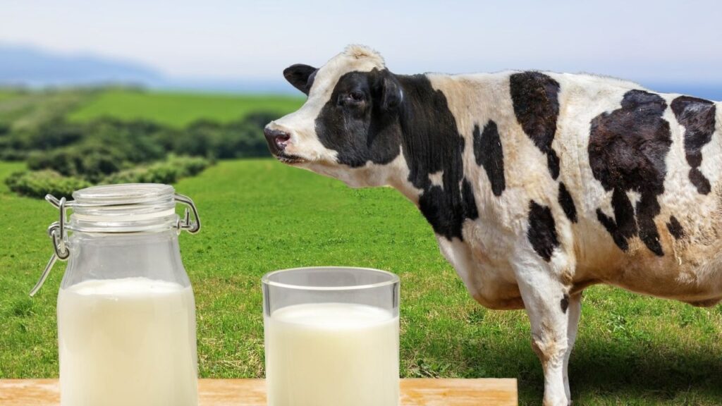 Cow Milk Production